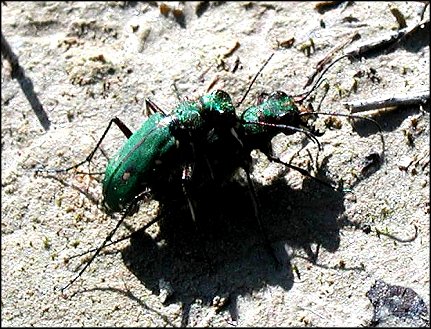 Cicindela camp. 5