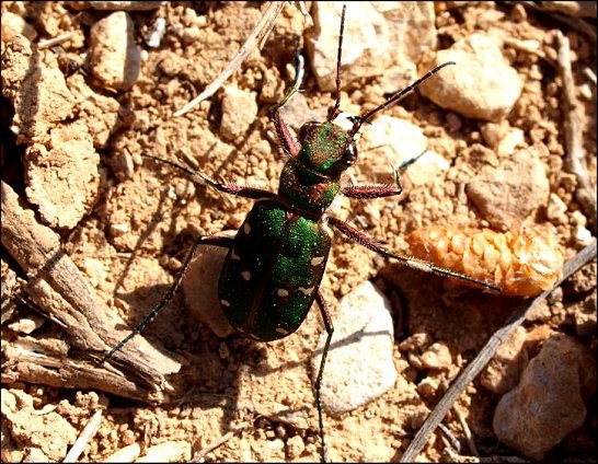 Cicindela maroc. 1
