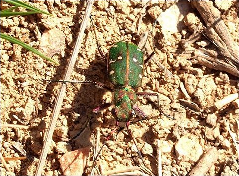 Cicindela maroc. 2