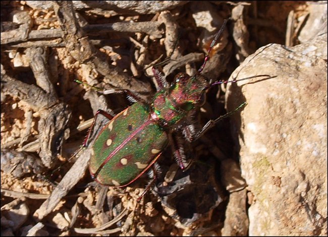 Cicindela maroc. 3