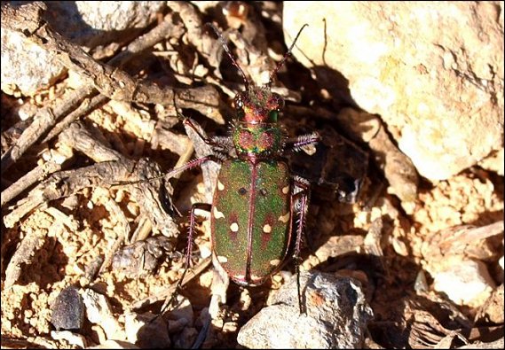 Cicindela maroc. 4