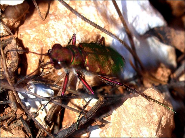 Cicindela maroc. 6