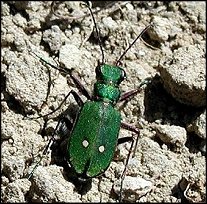 Cicindle champetre