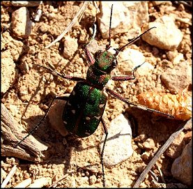 Cicindle marocaine