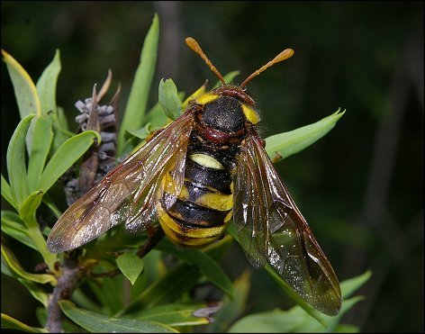 Cimbex quadrimaculata 1