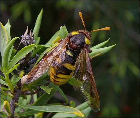 Cimbex quadrimaculata 2