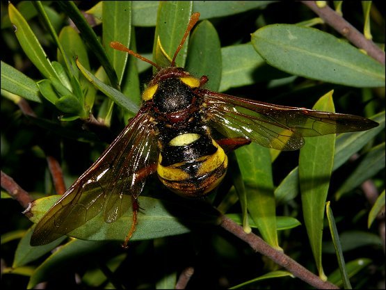 Cimbex quadrimaculata 3