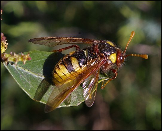 Cimbex quadrimaculata 4