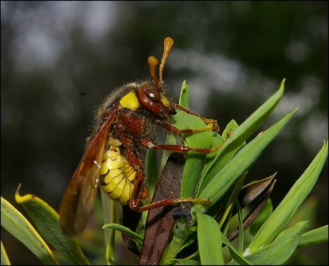 Cimbex quadrimaculata 5