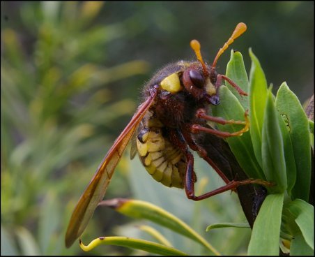 Cimbex quadrimaculata 6