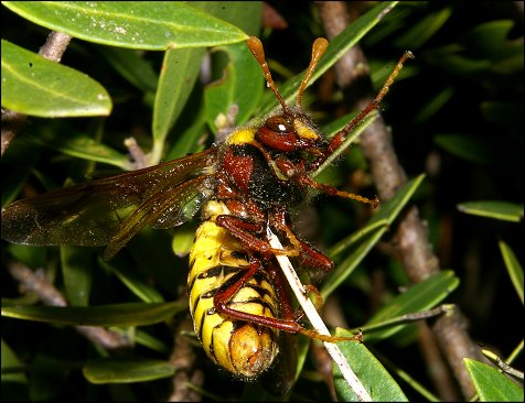 Cimbex quadrimaculata 7
