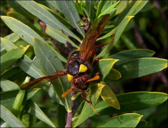 Cimbex quadrimaculata 8