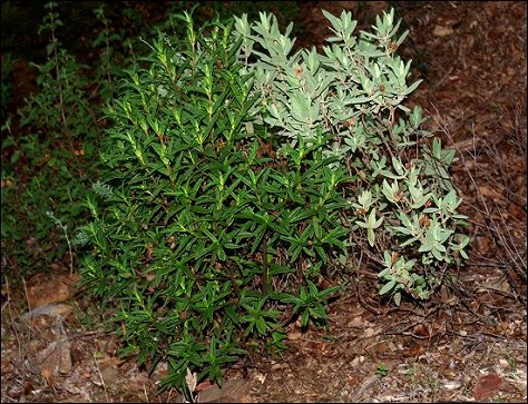 Cistes matorral