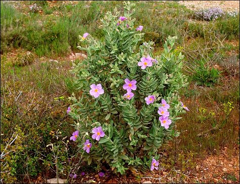 Cistus albidus 35