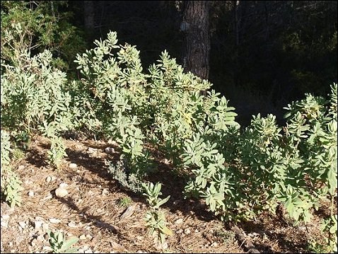 Cistus albidus 1