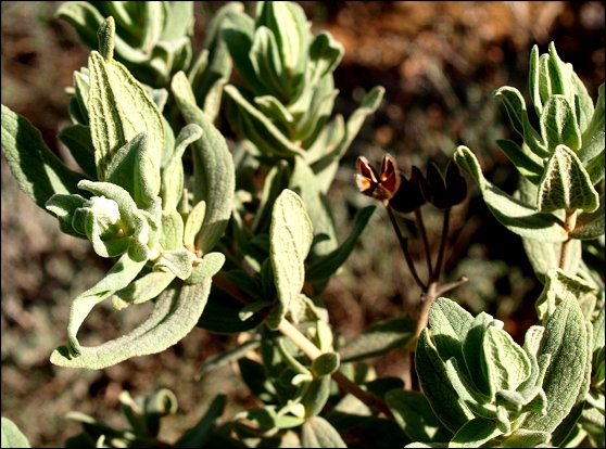 Cistus albidus 10