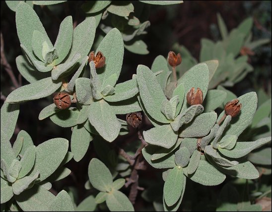 Cistus albidus 11