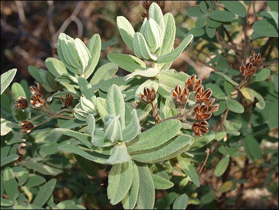 Cistus albidus 12