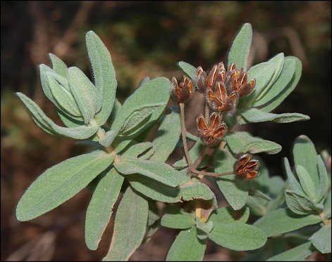 Cistus albidua 13
