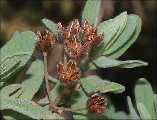 Cistus albidus 14