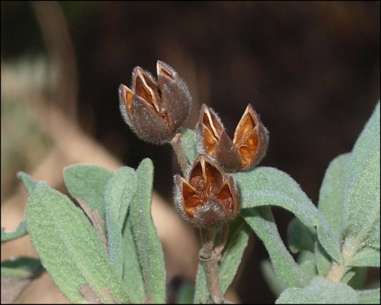 Cistus albidus 15