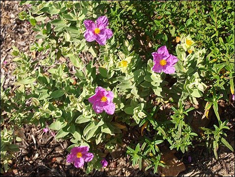 Cistus albidus 16