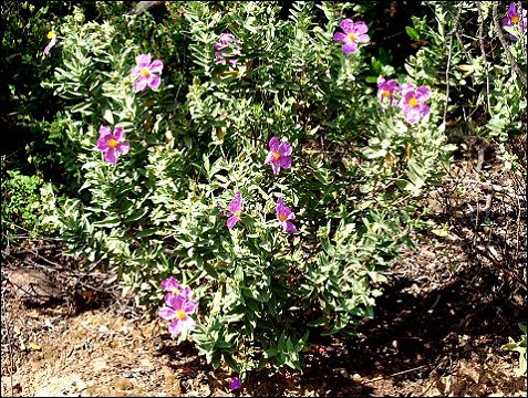 Cistus albidus 17