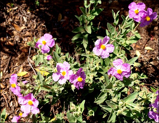 Cistus albidus 18