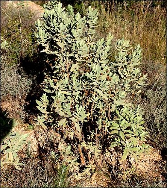 Cistus albidus 2