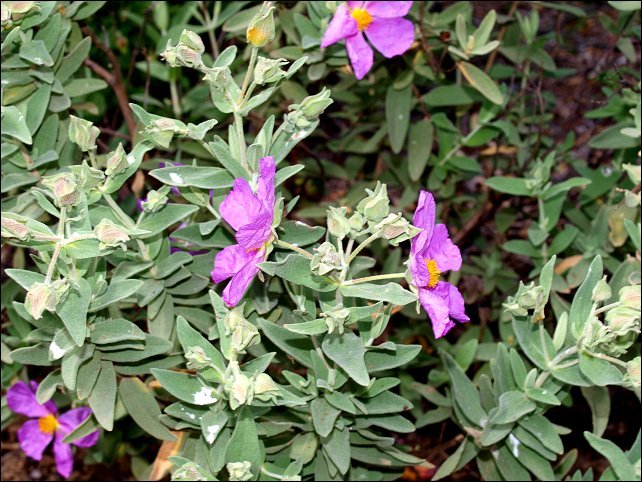 Cistus albidus 20