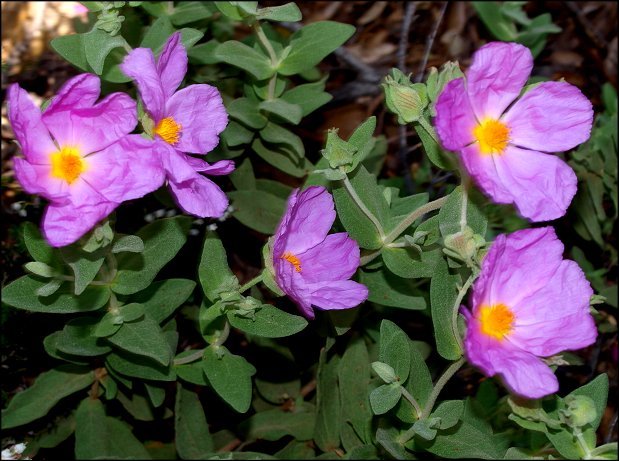 Cistus albidus 21