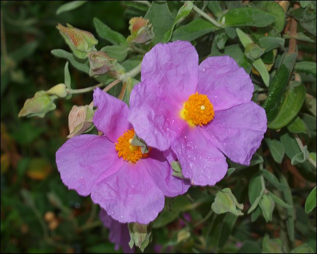 Cistus albidus 22