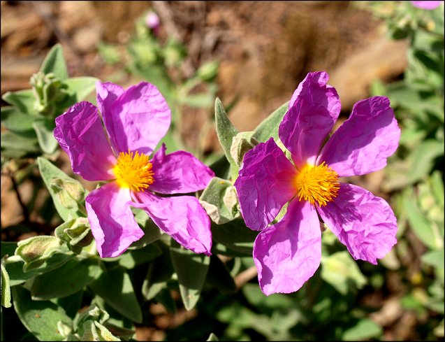 Cistus albidus 23