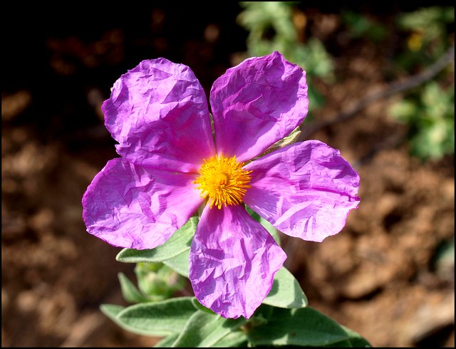 Cistus albidus 24