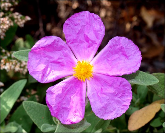 Cistus albidus 25
