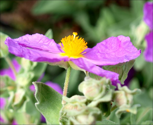 Cistus albidus 26