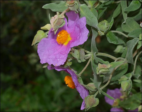 Cistus albidus 27
