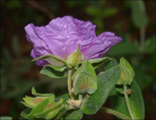 Cistus albidus 28
