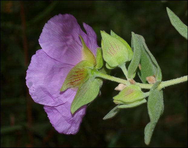 Cistus albidus 29