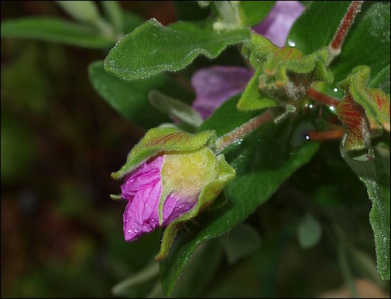 Cistus albidus 30