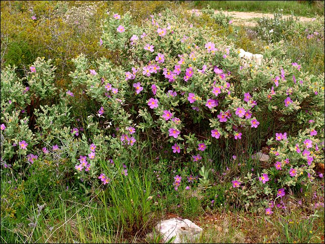 Cistus albidus 33