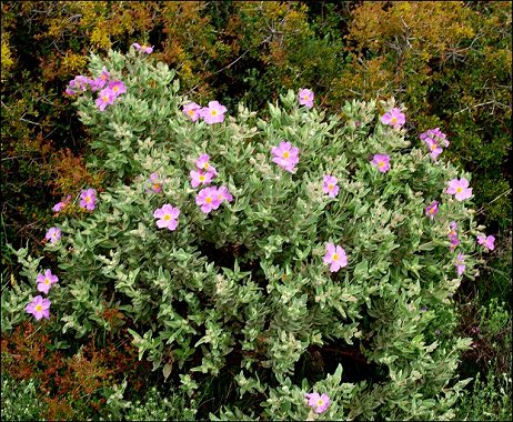 Cistus albidus 34
