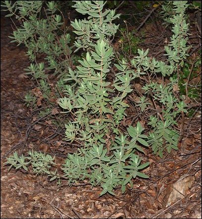 Cistus albidus 4