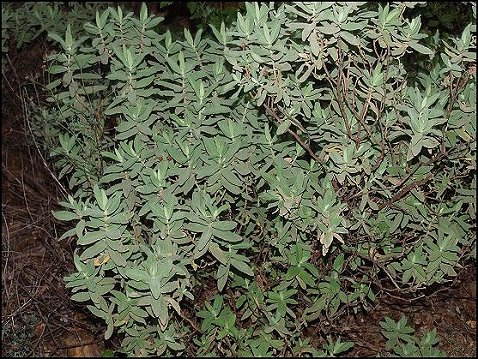 Cistus albidus 6