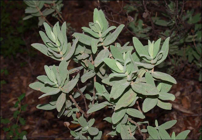 Cistus albidus 7