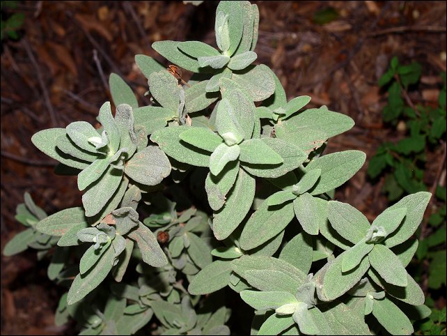 Cistus albidus 8