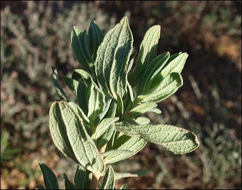 Cistus albidus 9