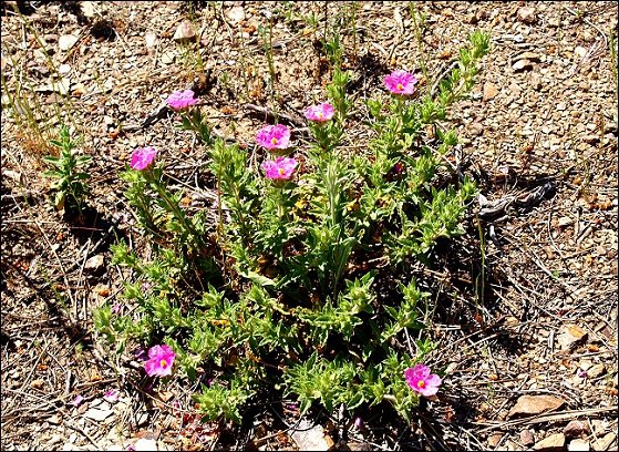 Cistus crispus 1