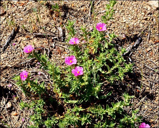 Cistus crispus 2