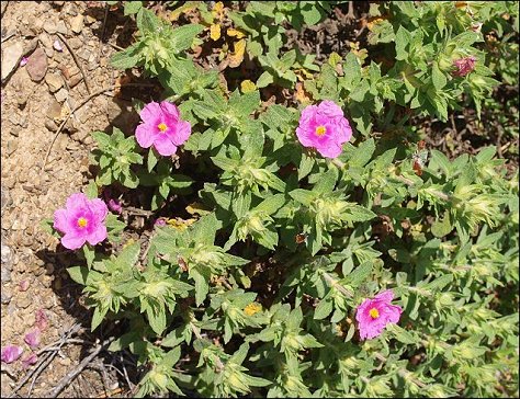 Cistus crispus 3